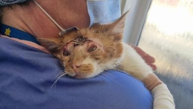 Bradford cat with chemical burns and unable to blink gets new home