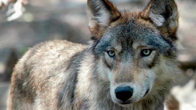 Wisconsin officials pass new wolf management plan, but population goal absent