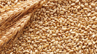 FG Targets 1.25 Million Tonnes Of Wheat During Dry Season