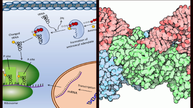 Unveiling the Intricacies: 15 Amazing Facts About Aminoacyl tRNA Synthetase